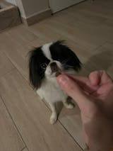 Croquettes petit chien adulte - Bœuf Angus