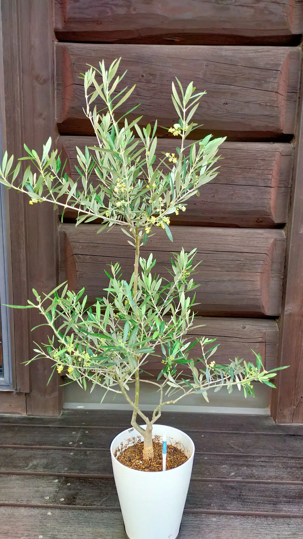 オリーブの花とは｜特徴・開花期・受粉と栽培のポイントを解説 – 株式会社鶴亀園