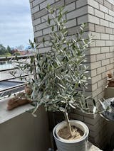 ●カラマタ●オリーブの木　庭木　シンボルツリー　希少　オリーブ　シルバーリーフ シンボルツリー 観葉植物：オリーブの木 ジャンボカラマタ*10号