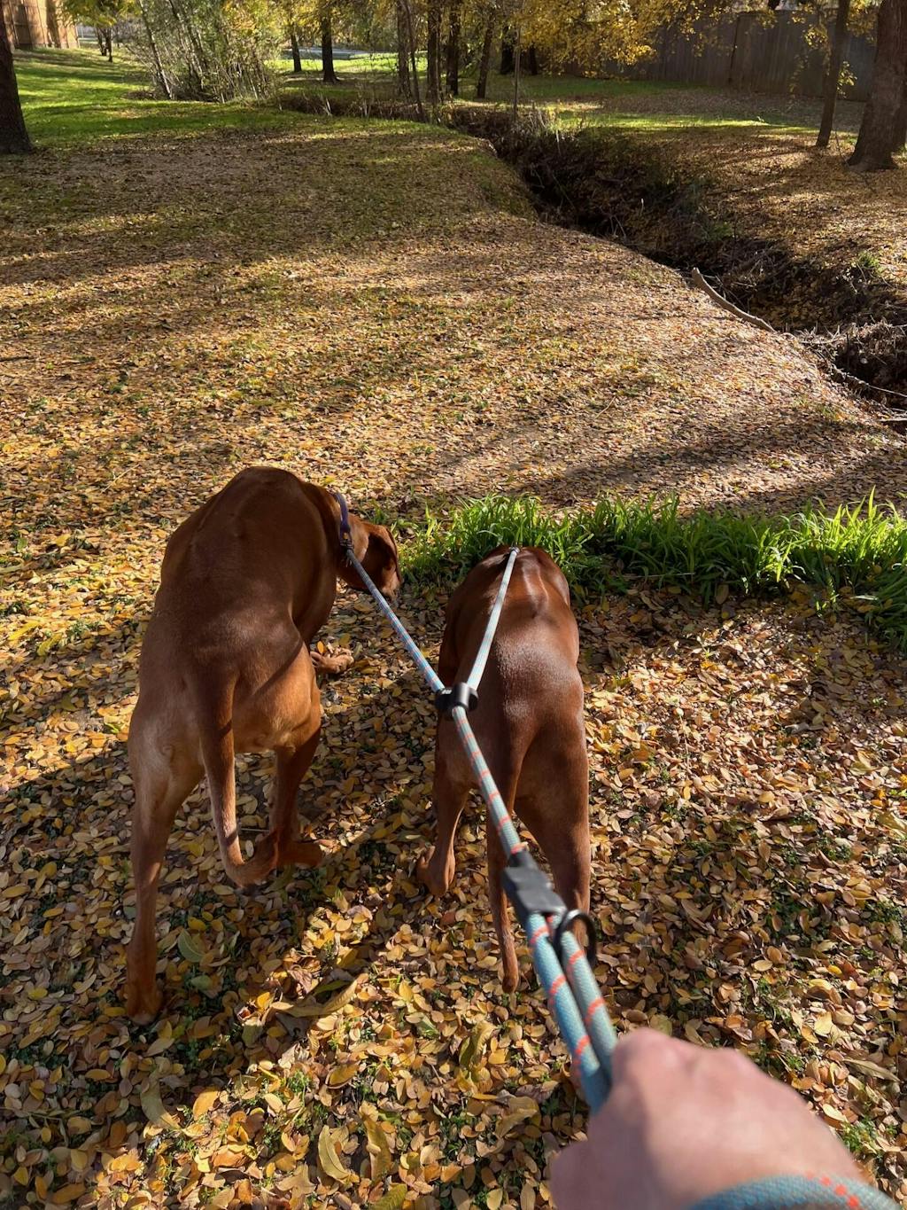 2 in1 Game Changer Dog Leash Tuenne Technical Outdoor Design