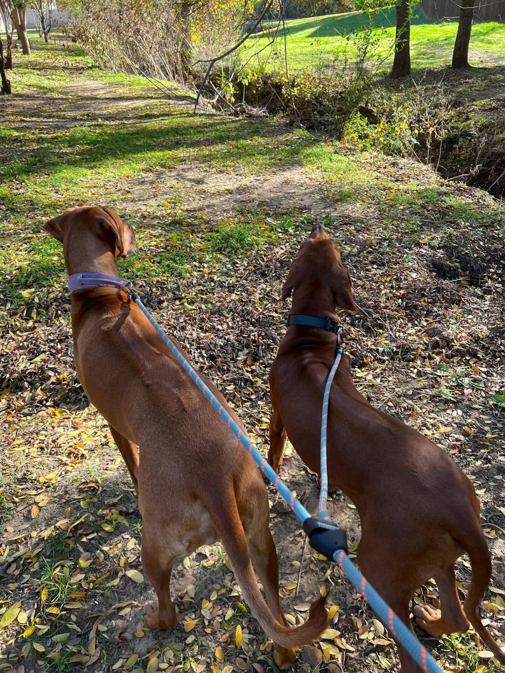 2 in1 Game Changer Dog Leash Tuenne Technical Outdoor Design