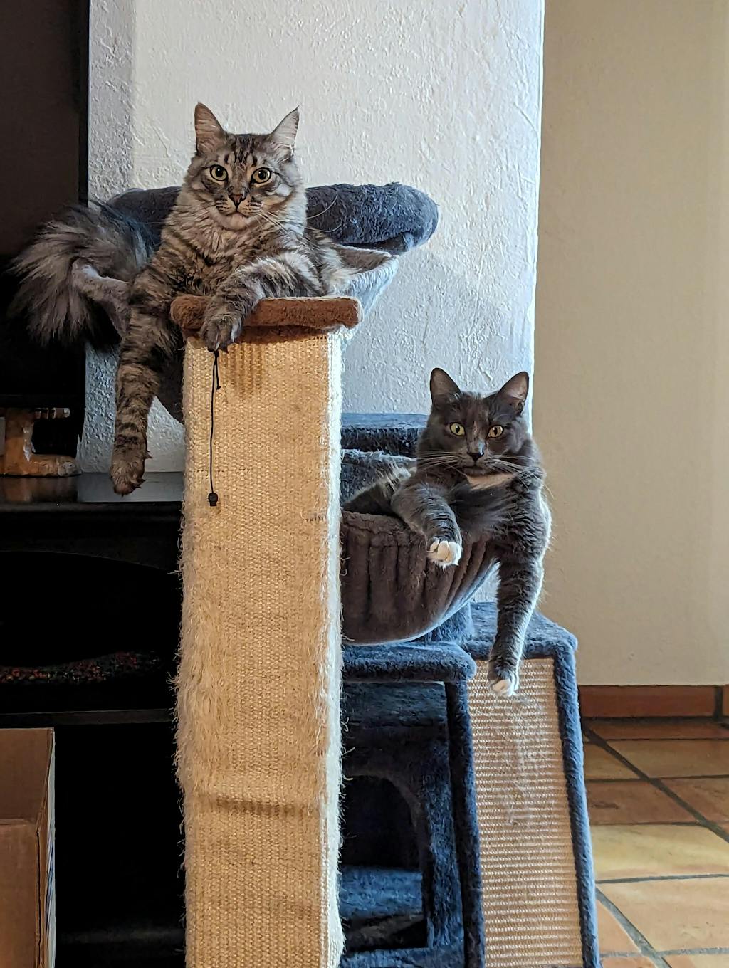 Cubby Litter Box tuft + paw