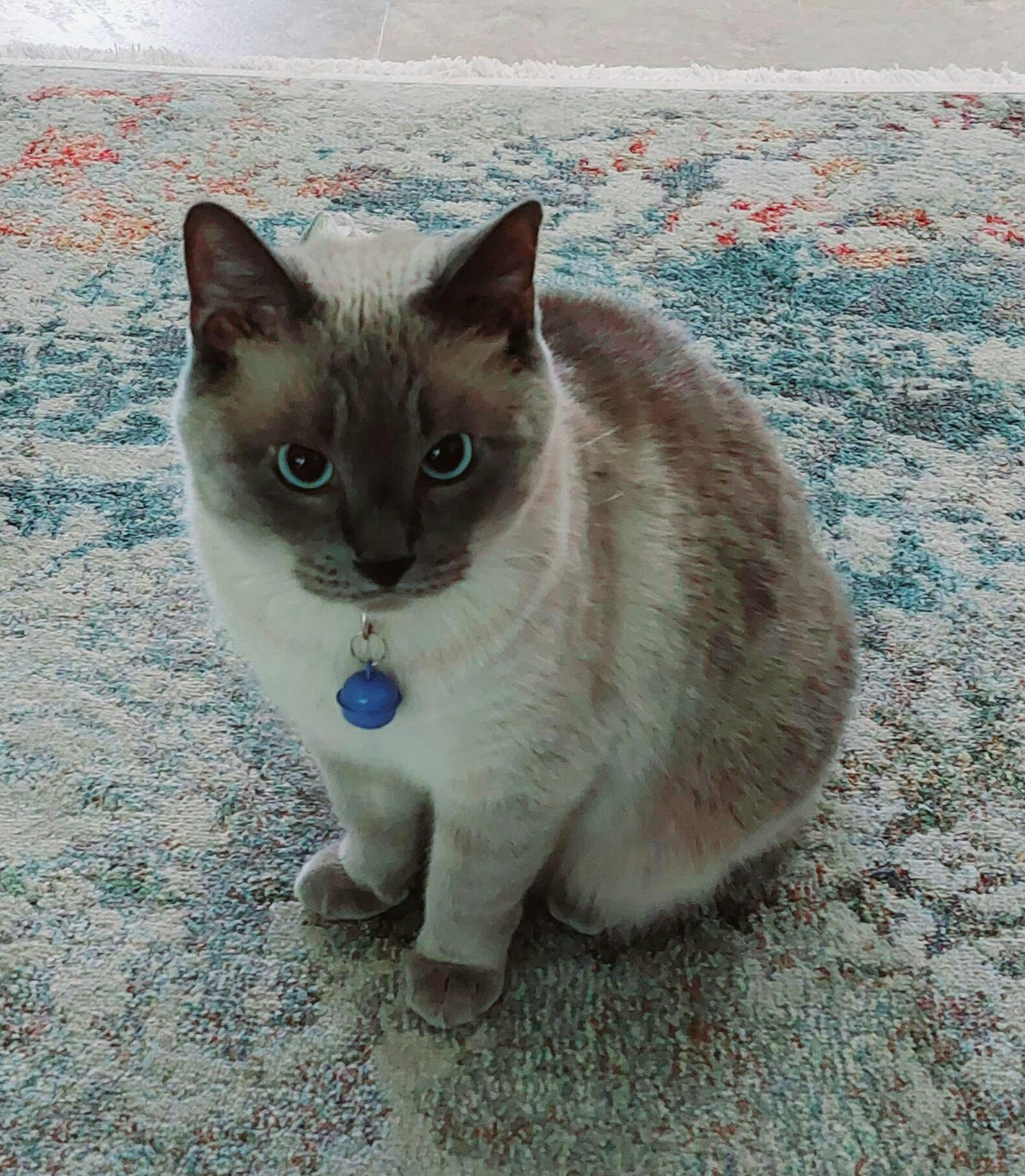 Meet your new favorite tofu cat litter tuft + paw