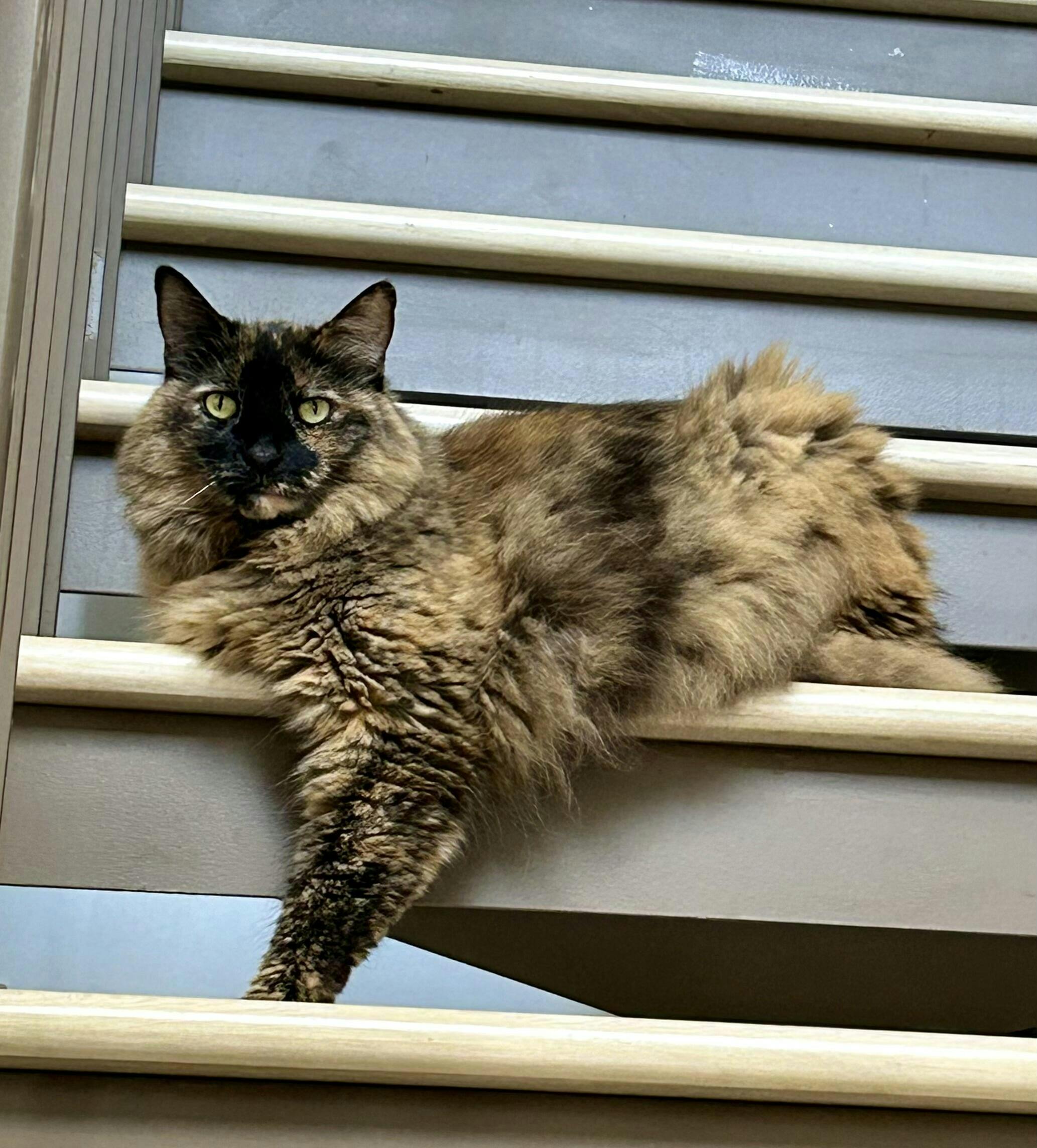 Meet your new favorite tofu cat litter tuft + paw