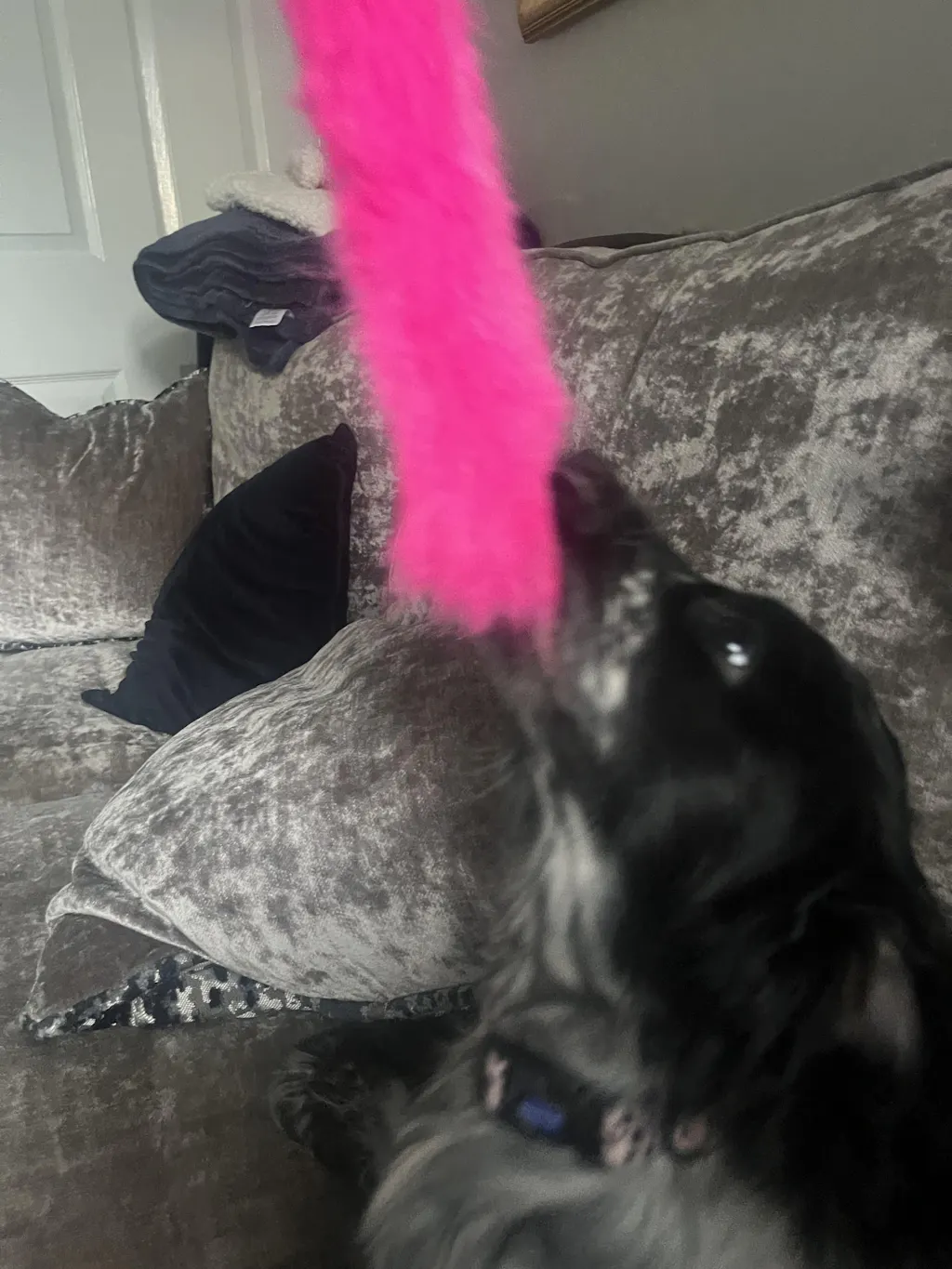 Bright Fauxtastic | Tough Dog Toy | Tug-E-Nuff