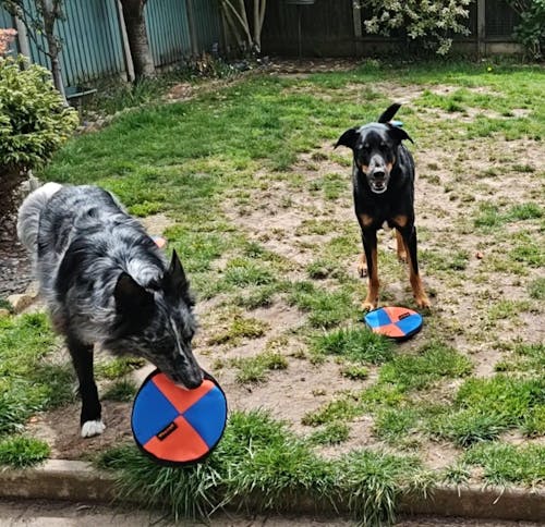 Frisbee For Dogs