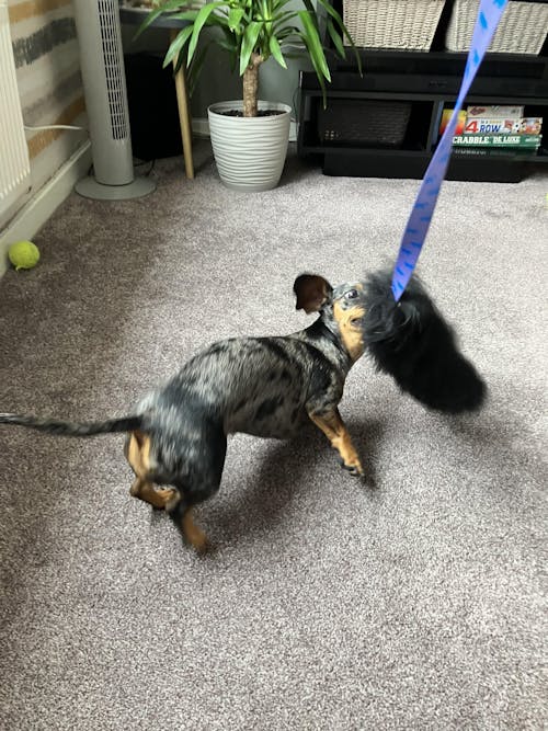 Sheepskin Bungee Chaser