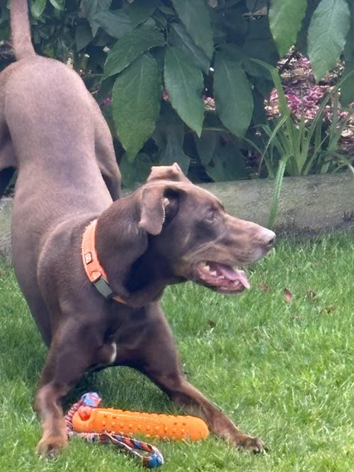 BOB: The 3-in-1 Dog Dummy