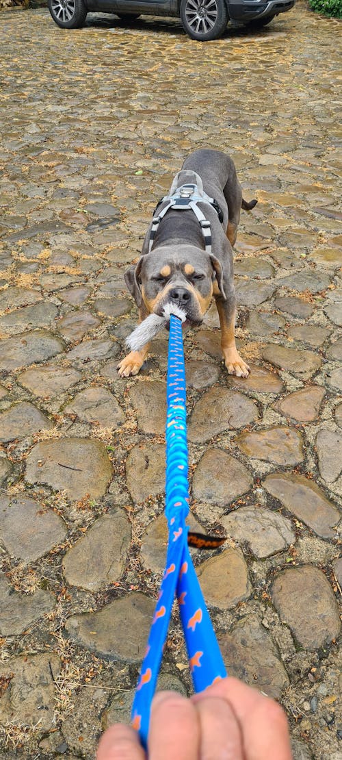 Faux Fur Bungee Chaser Tug