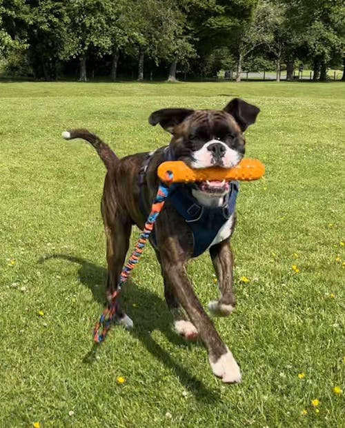 BOB: The 3-in-1 Dog Dummy
