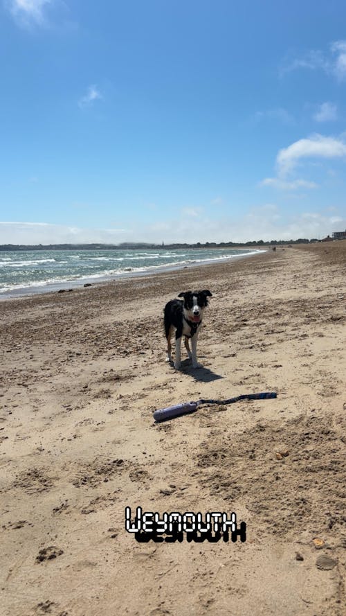 BOB: The 3-in-1 Dog Dummy
