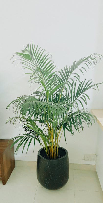 Areca Palm (-.m) - Buy Potted plant Online  Tumbleweed Plants