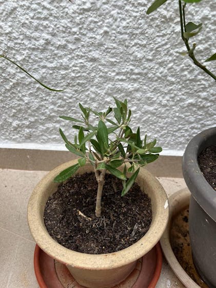 ブラント BUSH DE BRUNT トライポッド 三脚 オリーブ OD色 ブラント