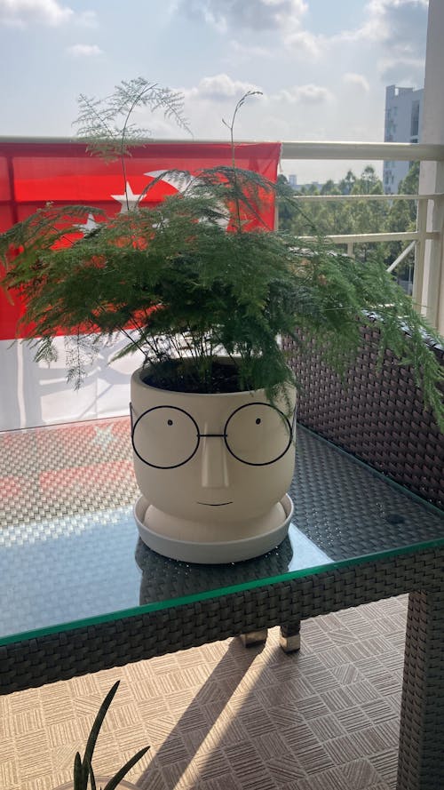 Mister Planter - Medium