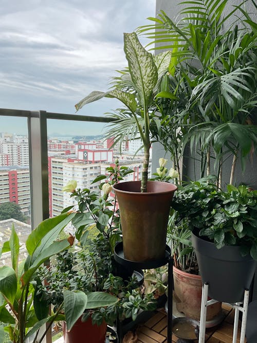 Second Chance: Regine Pot FREE assorted plant