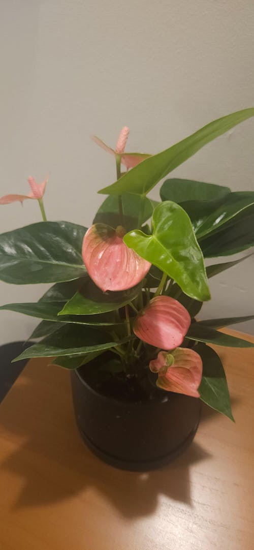 Tulip Terracotta - Small