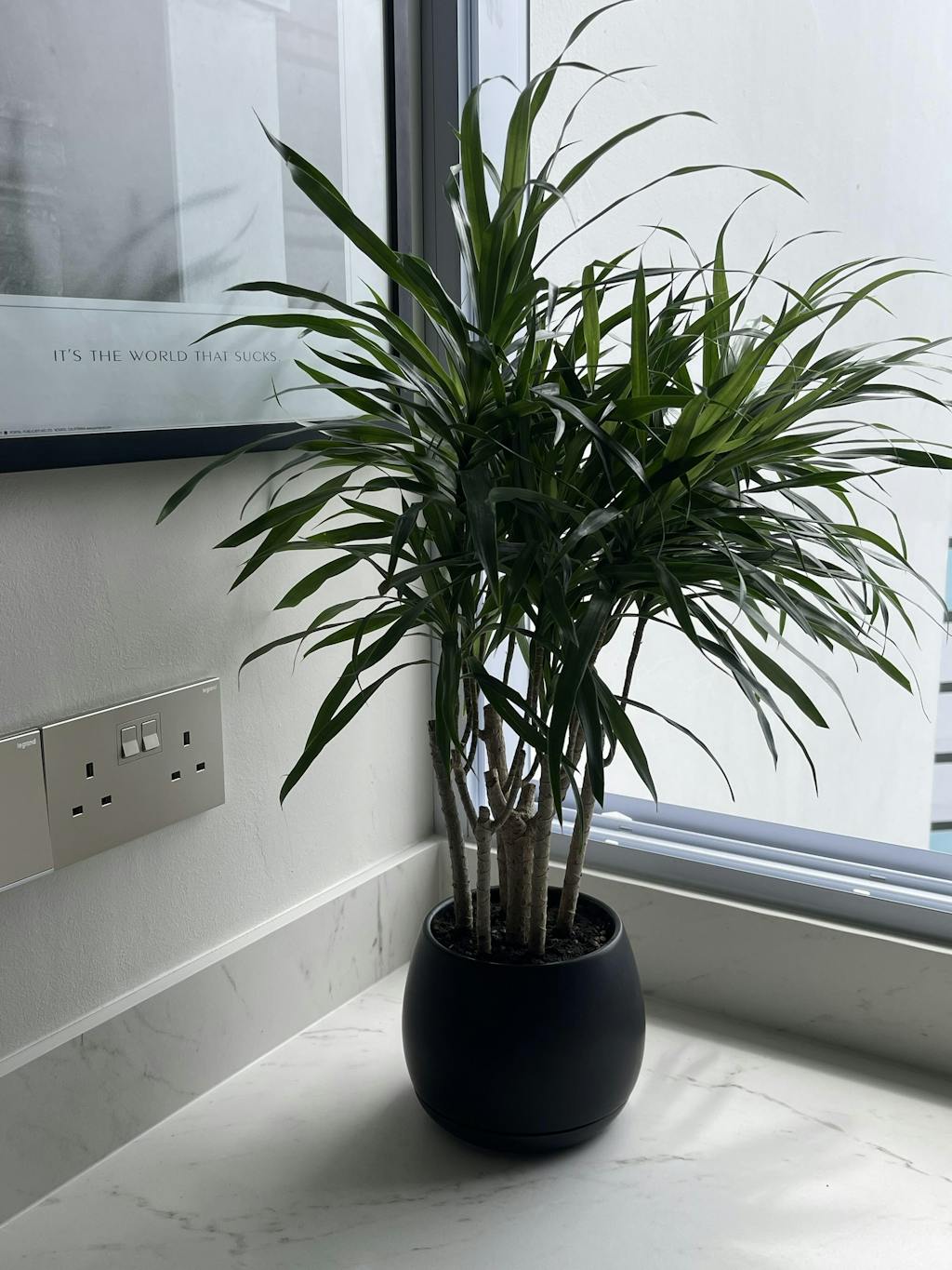 Mini Dracaena Marginata