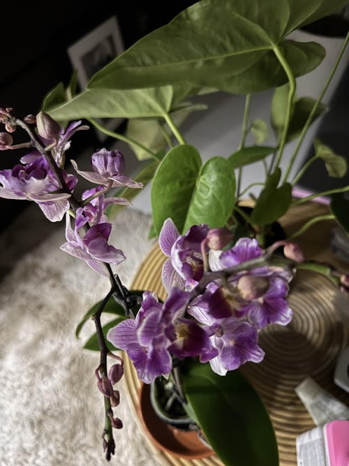 Royal Purple Phalaenopsis