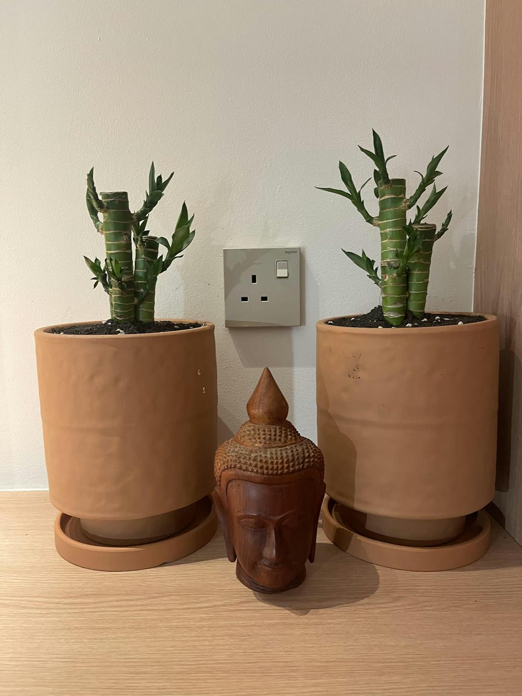 Onsite Repotting Service