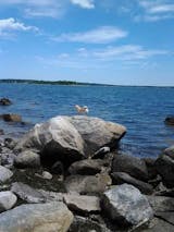 Wolfies Legacy Custom Engraved Brick 4x8 or 8x8