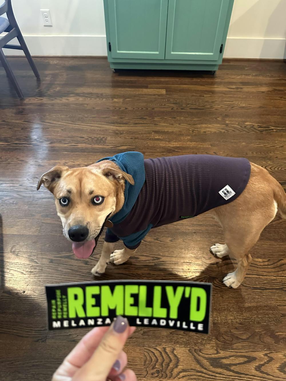 Eggplant with marine hood and sleeves-dog hoodie