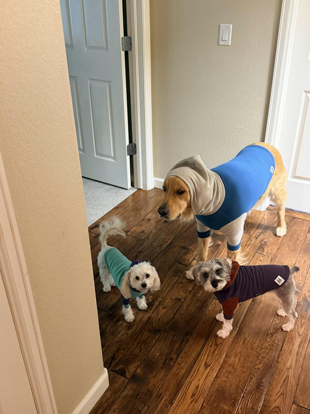 Eggplant with Canyon hood and sleeves-Dog Hoodie