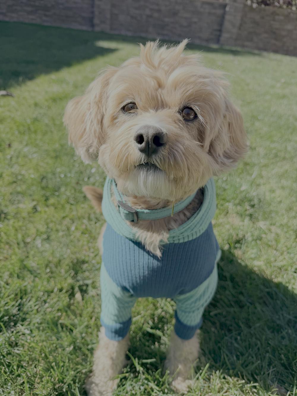 Marine with Lagoon hood and sleeves-Dog Hoodie
