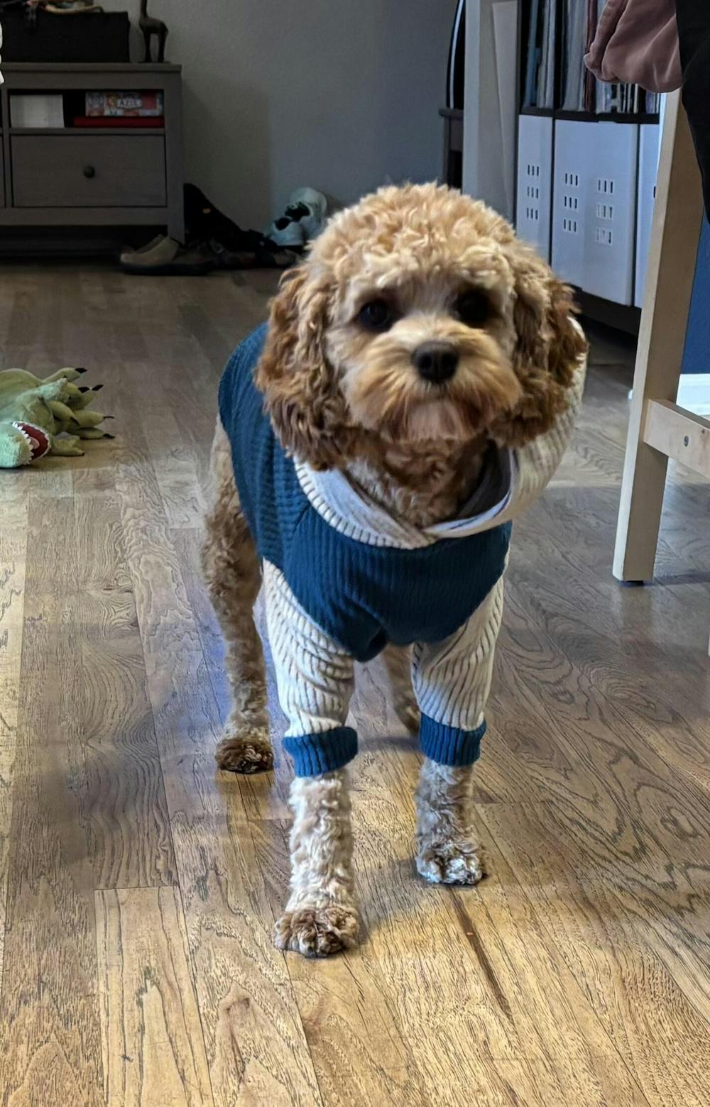 Marine with fog hood and sleeves-dog hoodie