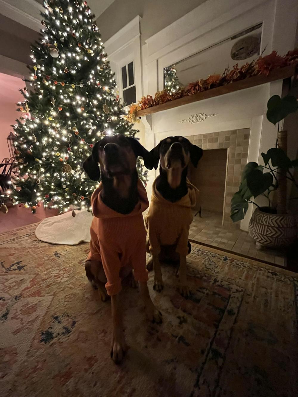 Solid colored Carrot Orange-Dog Hoodie