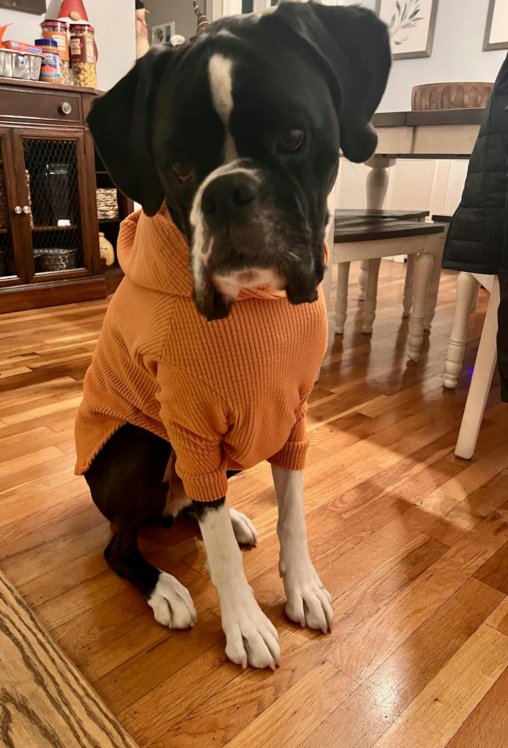 Solid colored Carrot Orange-Dog Hoodie