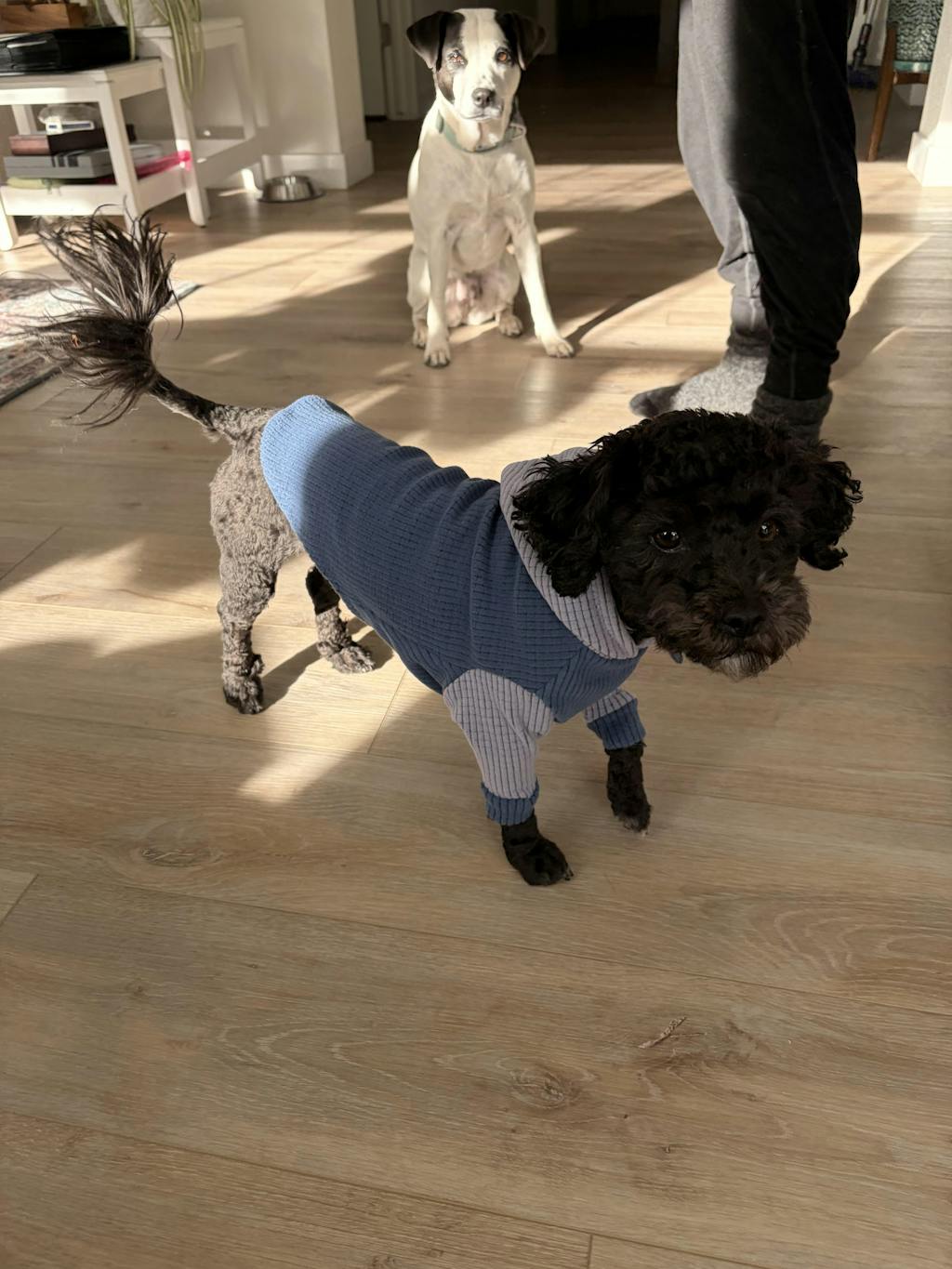 Rain body with dusk hood and sleeves-Dog Hoodie