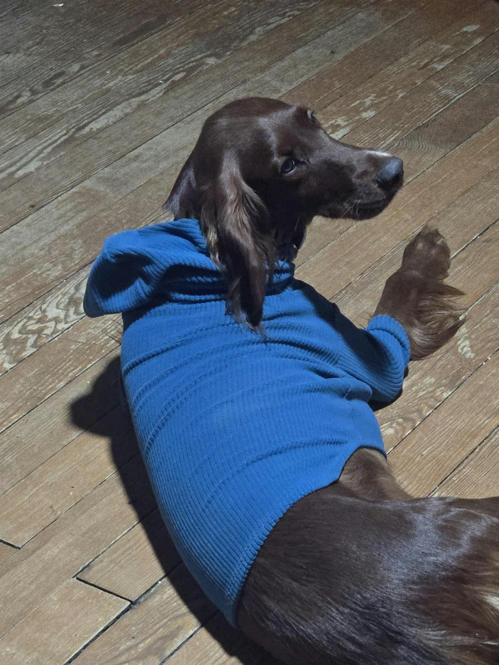 Solid colored Marine-Dog Hoodie