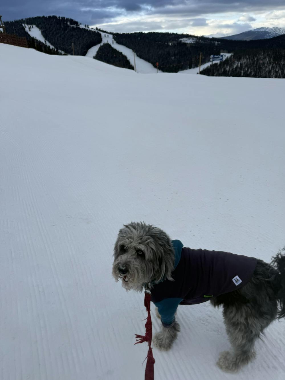 Eggplant with marine hood and sleeves-dog hoodie
