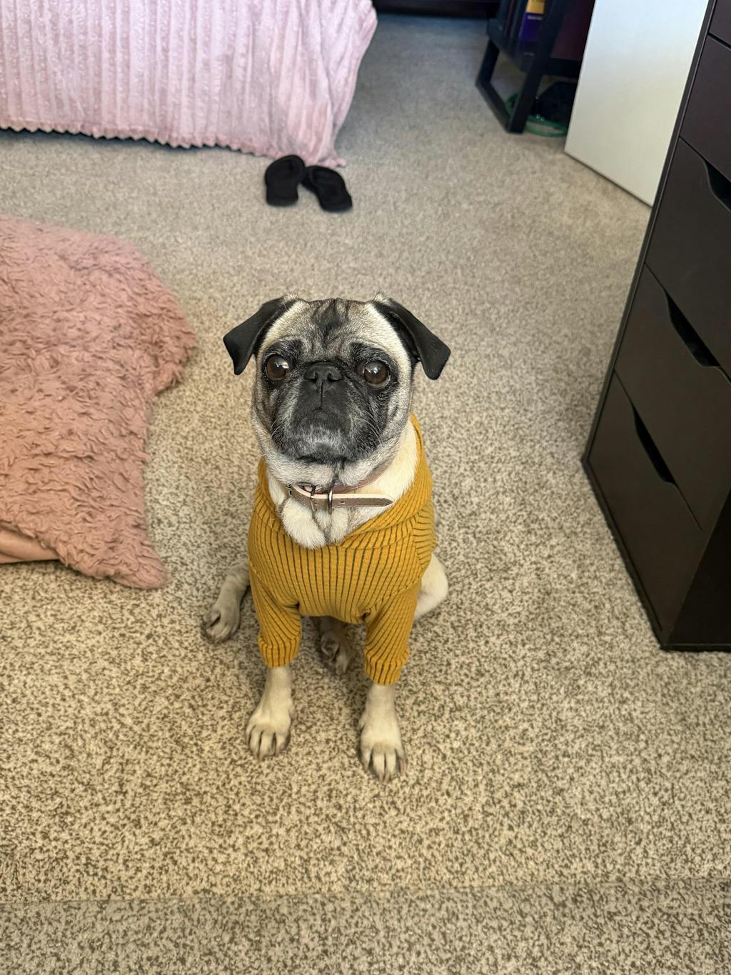 Solid colored Sunflower-Dog Hoodie