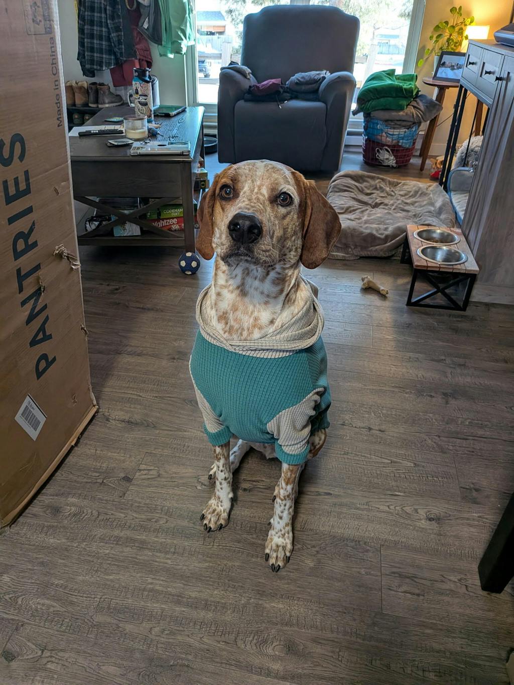 Turquoise with Fog hood and sleeves Dog Hoodie