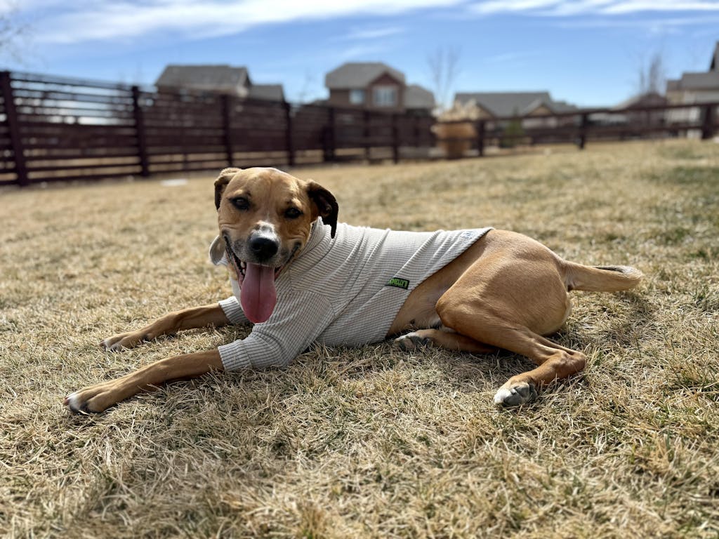 Solid colored Fog-Dog Hoodie