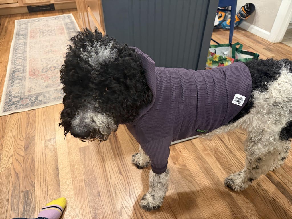 Solid colored Eggplant -dog hoodie