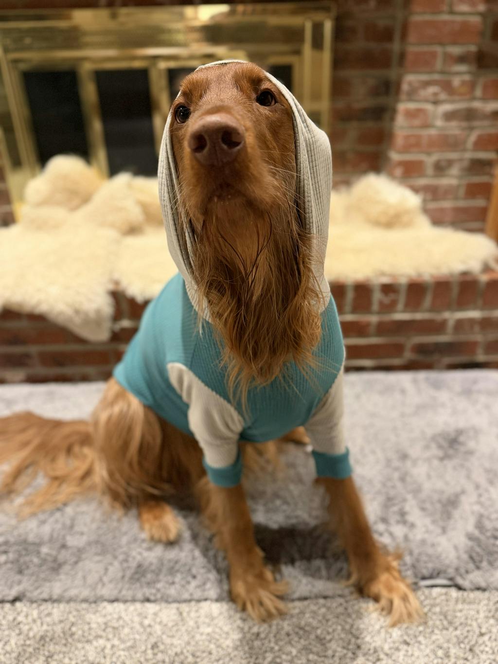Turquoise with Fog hood and sleeves Dog Hoodie