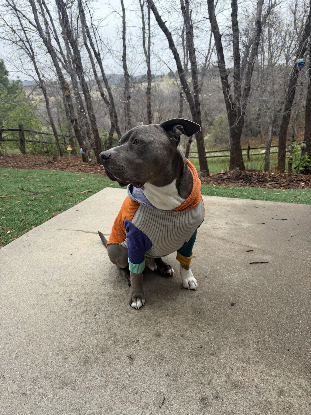 Mismatched one of a kind dog hoodie-Grateful Dead patch-2XL