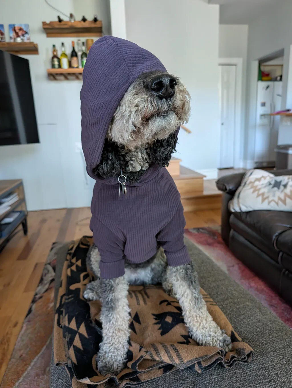 Solid colored Eggplant -dog hoodie