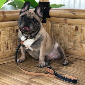 dog leash