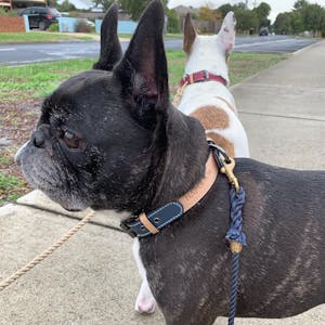 dog harness