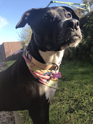 dog collar
