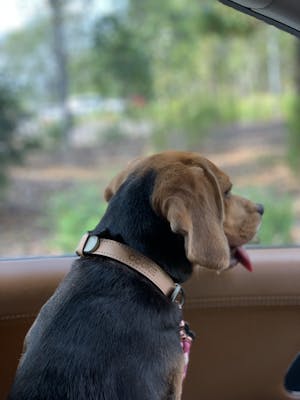 dog collar