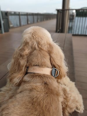 dog collar