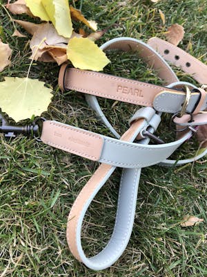 dog leash
