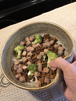 dog bowl - ergo