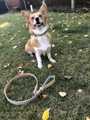 dog collar