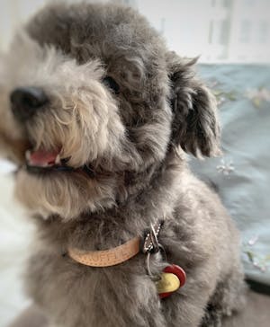 dog collar