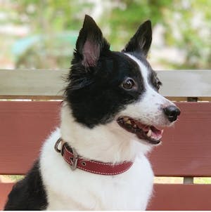 dog collar